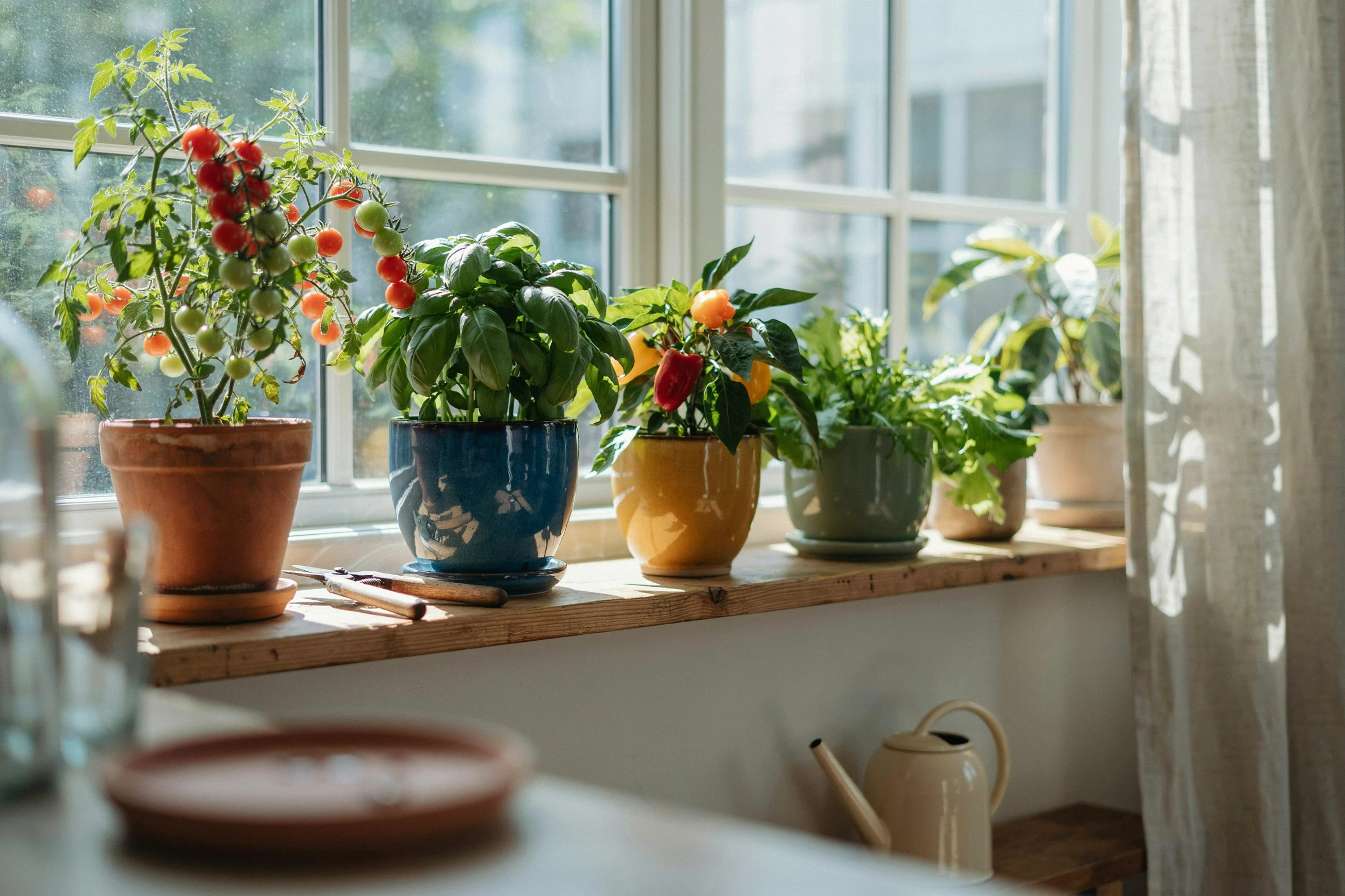 Growing Food Indoors: Microgreens, Herbs and Salad Greens